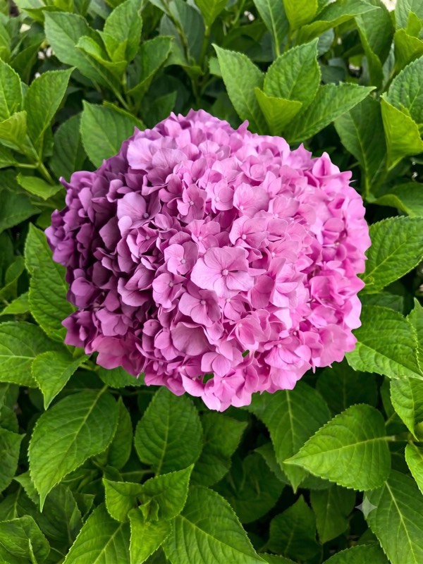 Dark Pink Hydrangea